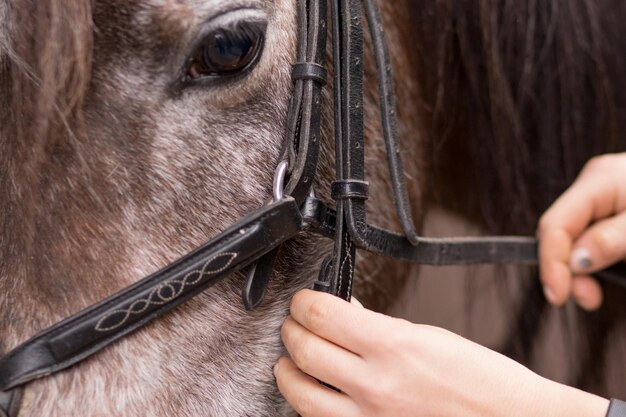 Atleta cavallerizzo professionista appeso briglia sportiva equestre per un cavallo da dressage Jockey si prepara per la competizione a cavallo