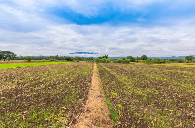 Atmosfera della campagna