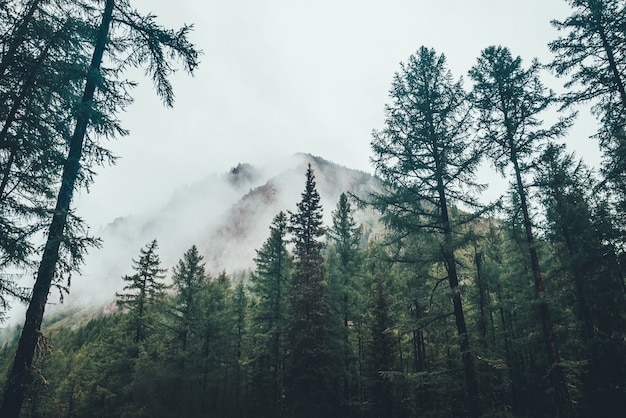 Atmosferica foresta oscura spettrale in una fitta nebbia tra grandi montagne