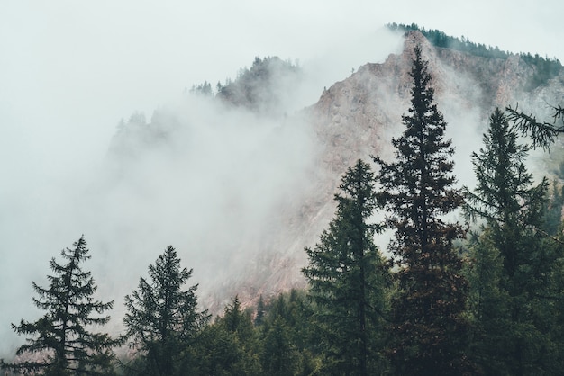 Atmosferica foresta oscura spettrale in una fitta nebbia tra grandi montagne.