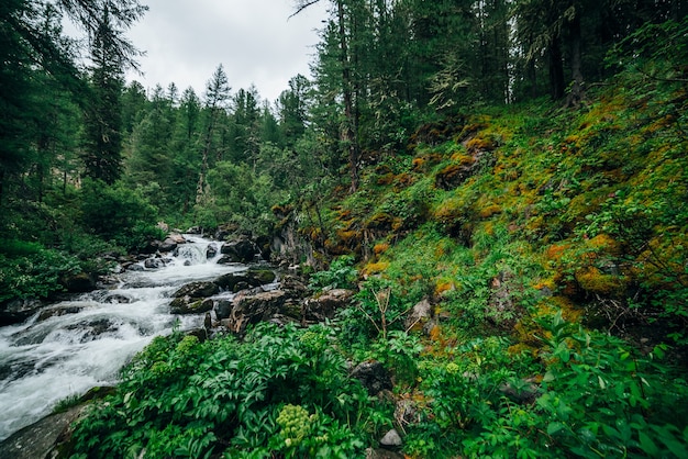 Atmosferica foresta verde paesaggio con torrente di montagna nella valle rocciosa.