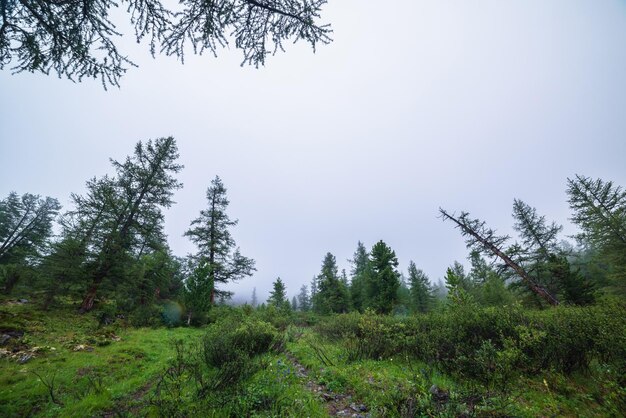 Atmosferico paesaggio forestale con alberi di conifere in nuvole basse in caso di pioggia Nebbia densa e cupa nella foresta oscura sotto il cielo nuvoloso grigio sotto la pioggia Scenario misterioso con foresta di conifere in una fitta nebbia