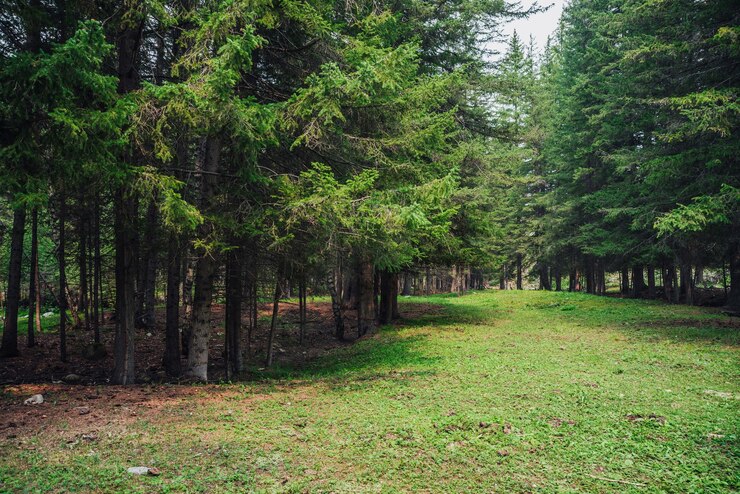 Atmosferico paesaggio forestale con prato