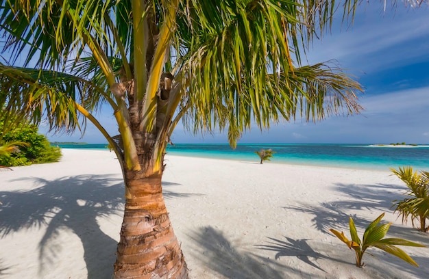 atollo nella spiaggia delle maldive