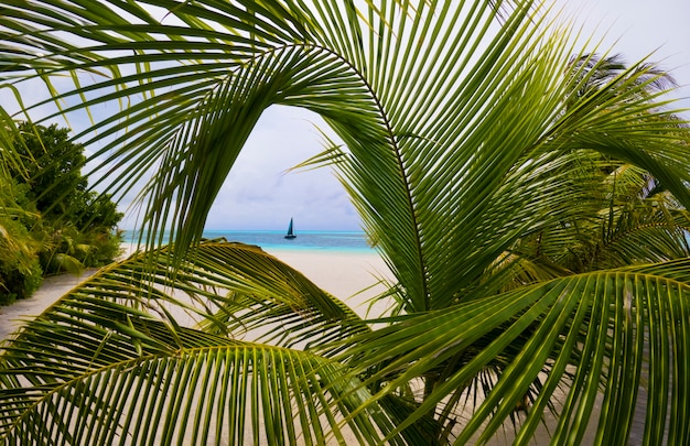 atollo nella spiaggia delle maldive