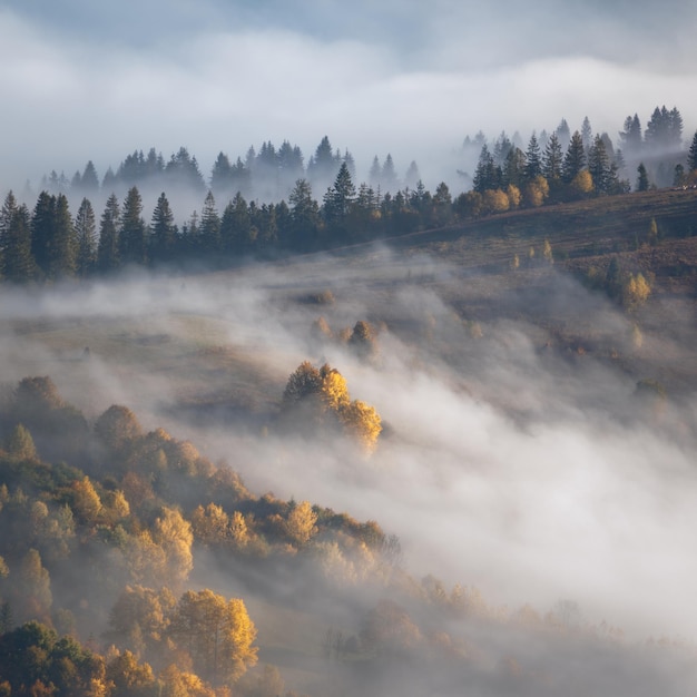Atrist Misty Paesaggio autunnale con foresta di abeti e alberi di acero gialli vista aerea stagione autunnale nella valle delle montagne