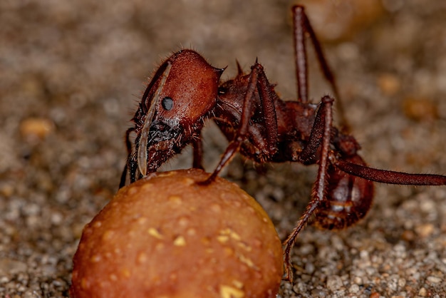 Atta Formica tagliafoglie della specie Atta laevigata portante un piccolo frutto di fico del genere ficus