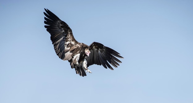 attaccando la sua preda Vulture su un cielo azzurro