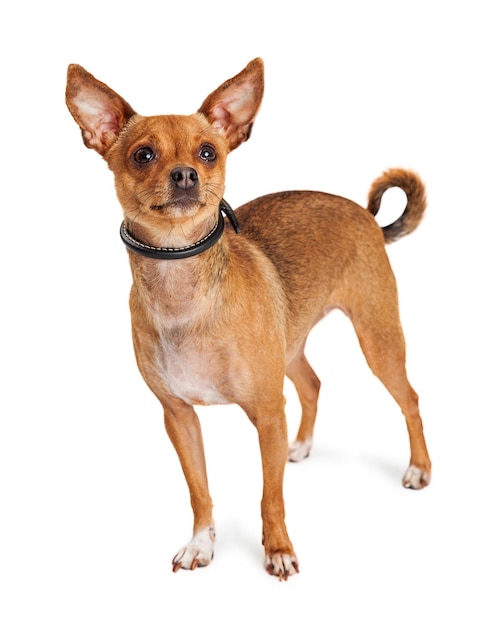 Attento cane Chihuahua in piedi alzando lo sguardo