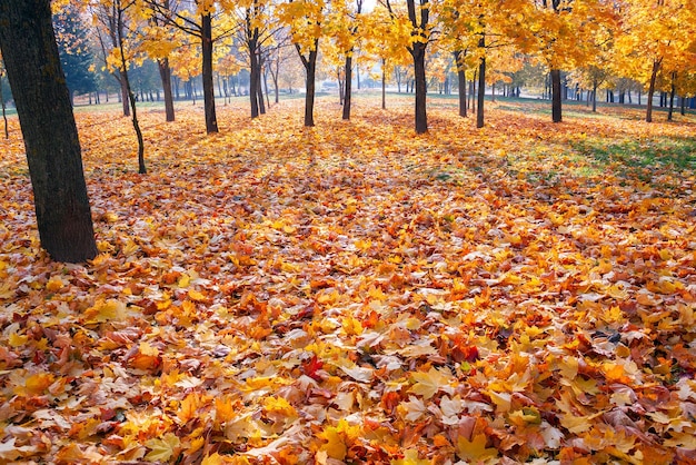 Atterrare nel parco cosparso di foglie d'acero dorate autunnali