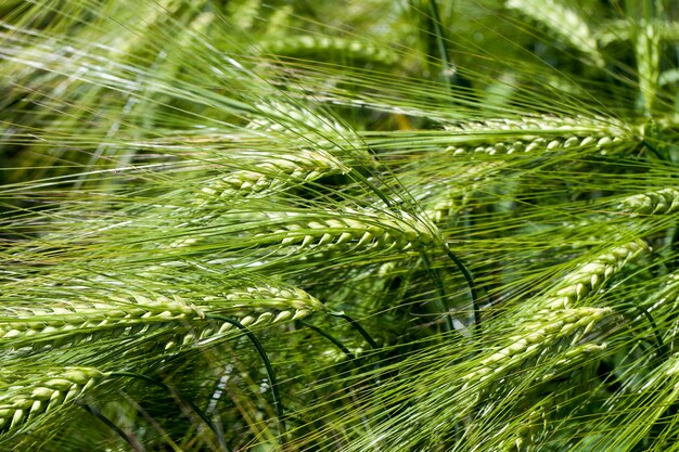 Attività agricola per la coltivazione del grano