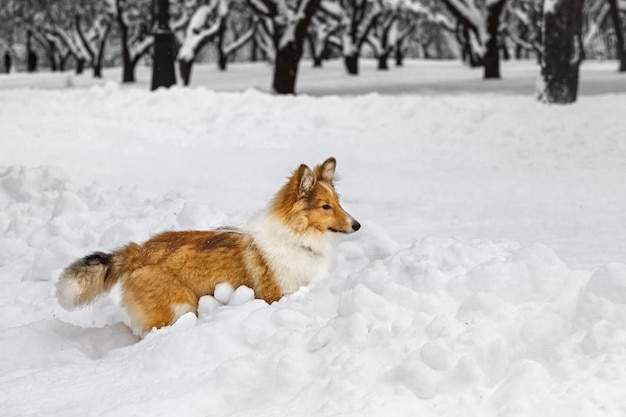 Attività del cane Sheltie nella neve. Giocando nel parco d'inverno.