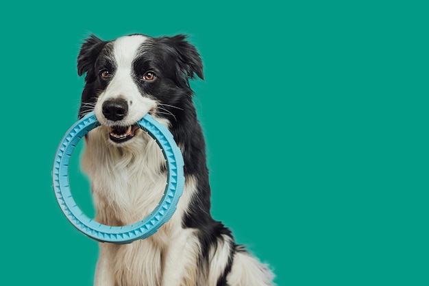 Attività dell'animale domestico divertente cucciolo di cane border collie che tiene il giocattolo blu dell'anello dell'estrattore in bocca isolato su verde b