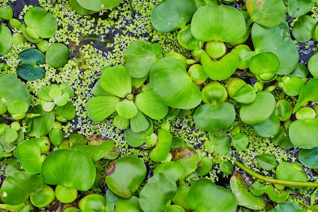 Attività di fondo della lattuga d'acqua sull'acqua dello stagno