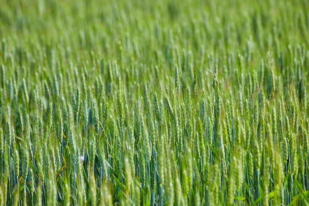 Attivo di fondo di campi di cereali e erbe verdi