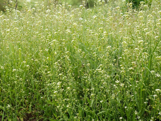 Attraente sfondo verde dall'erba fresca in fiore