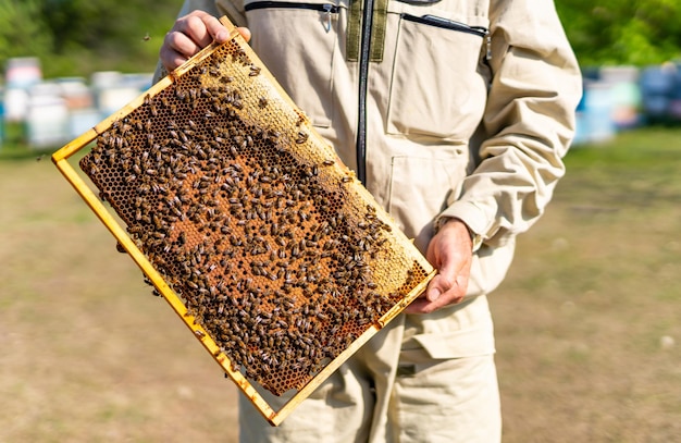 Attrezzatura per apiario di miele biologico Cornice di alveare in legno che tiene in mano