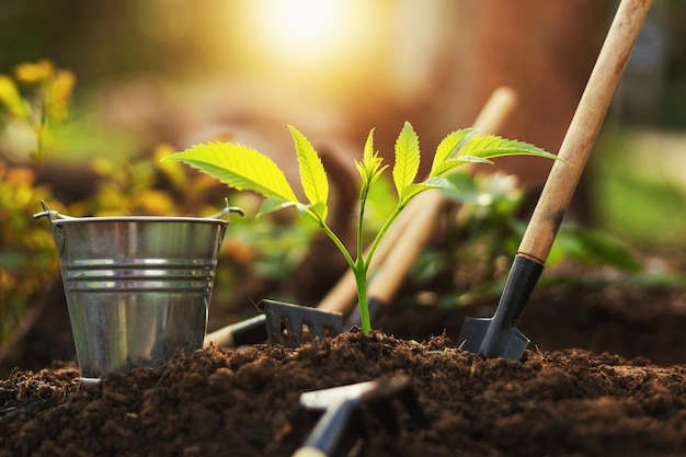 Attrezzature per piantare piante e coltivare piante sul terreno