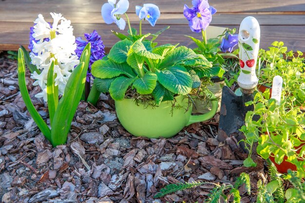 Attrezzi da giardinaggio all'aperto e fiori primaverili su un letto