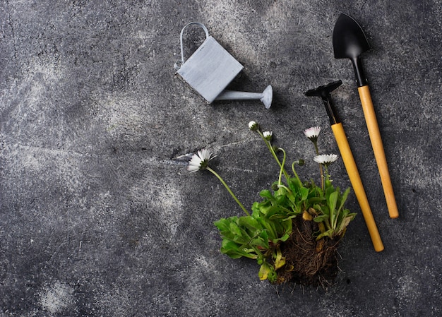 Attrezzi da giardinaggio e fiore su sfondo concreto scuro