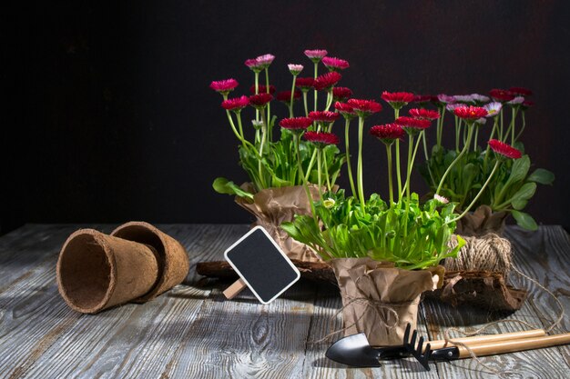 Attrezzi da giardinaggio e fiori di primavera margherita pronti per la semina