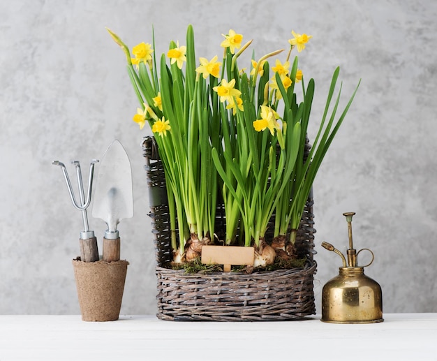 Attrezzi da giardinaggio e fiori primaverili in fiore in un concetto di orticoltura a cesto