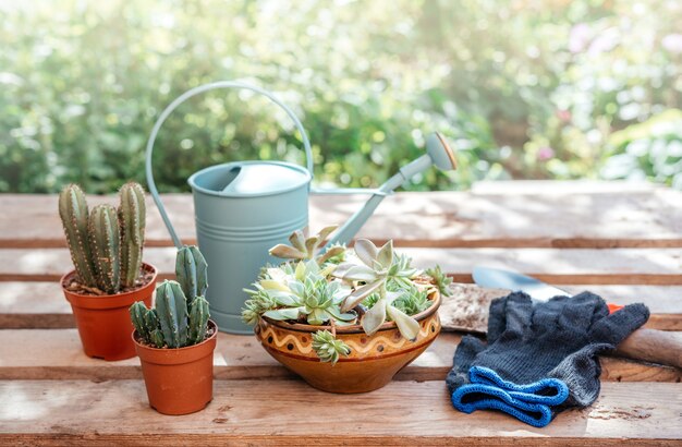 Attrezzi da giardinaggio per rinvasare piante grasse e cactus nel giardino di casa