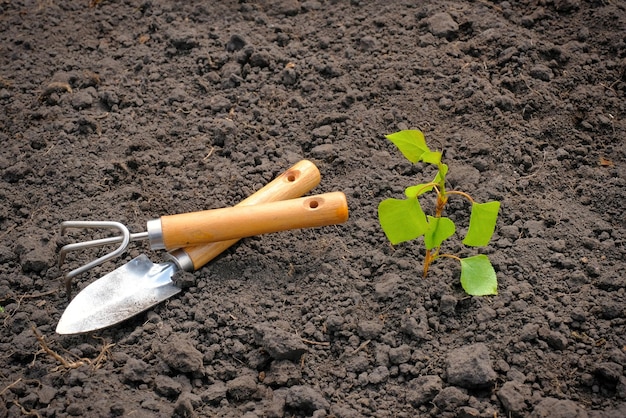 Attrezzi da giardino e un germoglio di albero da frutto su uno sfondo di terra Lavoro di giardino stagionale