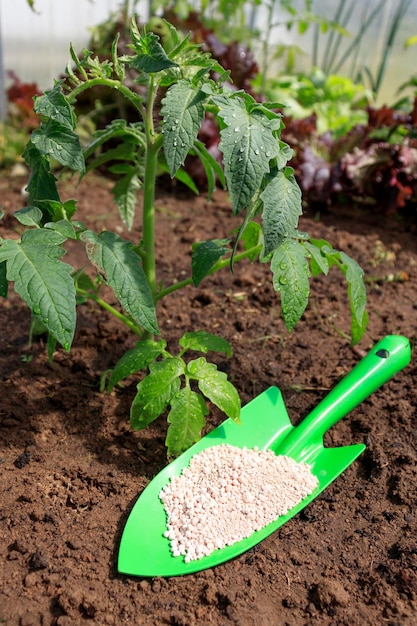 Attrezzi da giardino fertilizzanti granulari a terra prima di piantare piante dal giardiniere che dosa il topdressing