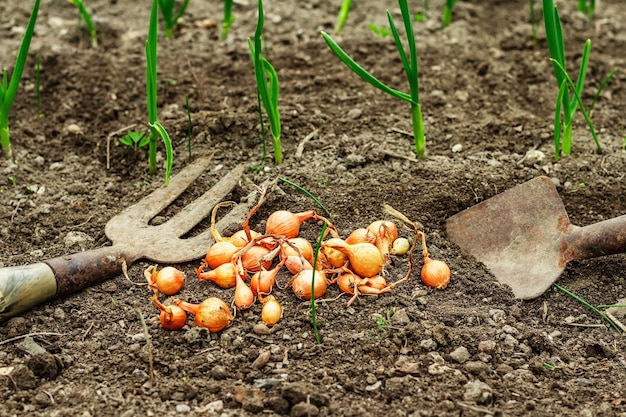 Attrezzi da giardino giovani germogli freschi piantina Concetto di giardinaggio sfondo