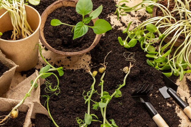 Attrezzi da terra e da giardino Vasi con piantine