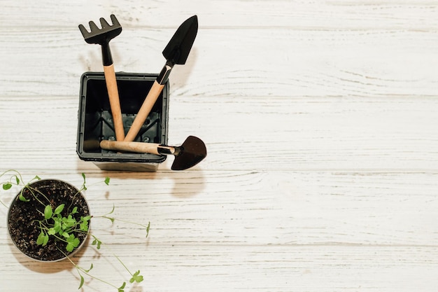 Attrezzi manuali da giardino un vaso con una piantina