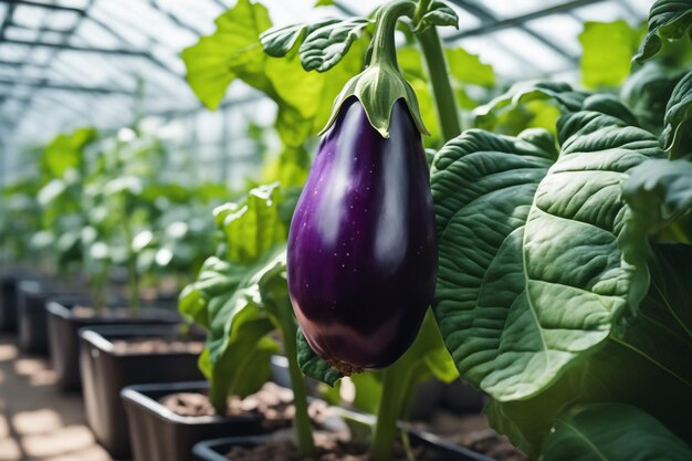 Aubergine su carta a sfondo bianco