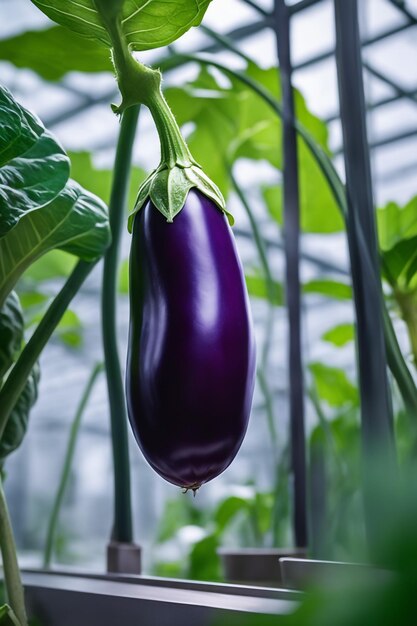 Aubergine su carta a sfondo bianco