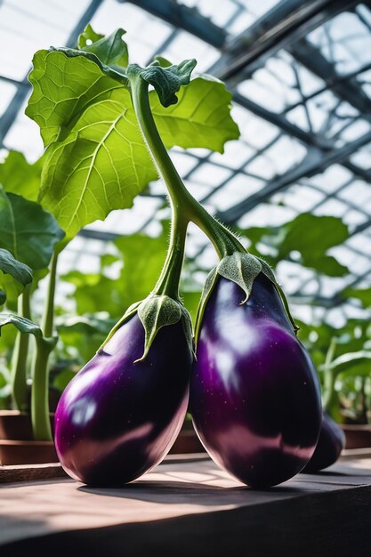 Aubergine su carta a sfondo bianco