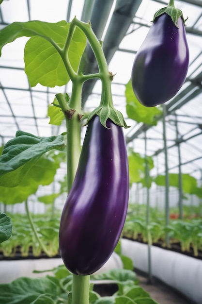 Aubergine su carta a sfondo bianco