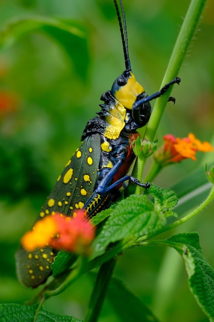 Aularches miliaris è una specie di cavalletta del genere monotipico Aularches, Pyrgomorphidae.