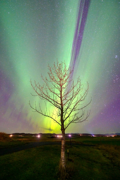 Aurora boreale Aurora in Islanda sopra l'albero