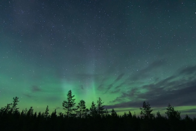 Aurora boreale con una silhouette di alberi in primo piano in Norvegia