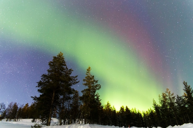 aurora boreale di vari colori (verde e rosso) su una pineta