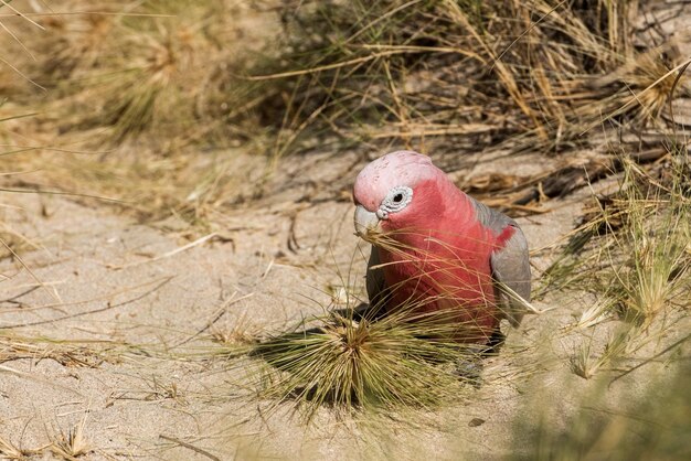 Australia rosso e bianco pappagallo cacatua ritratto