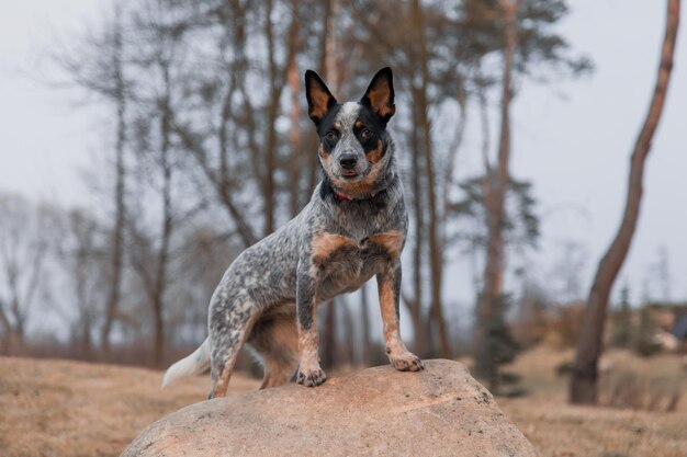 Australian Cattle cane di razza all'aperto Ritratto di cane Blue Heeler nel parco