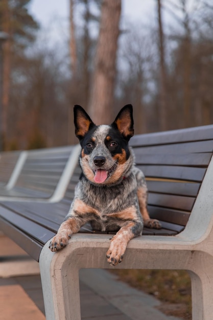 Australian Cattle cane di razza all'aperto Ritratto di cane Blue Heeler nel parco