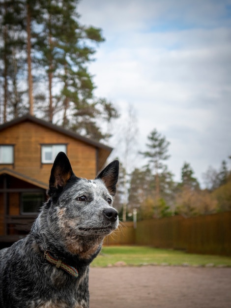 Australian Cattle Dog casa di guardia