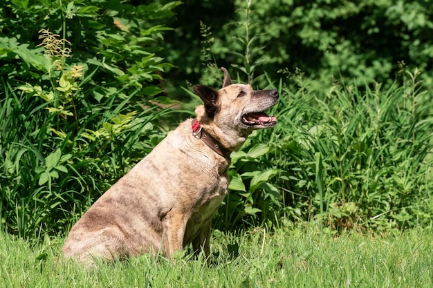 Australian Cattle Dog sull'erba