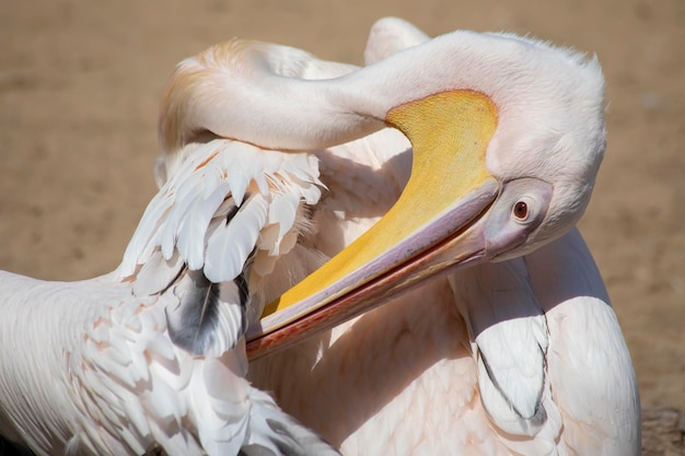 Australian Pelican