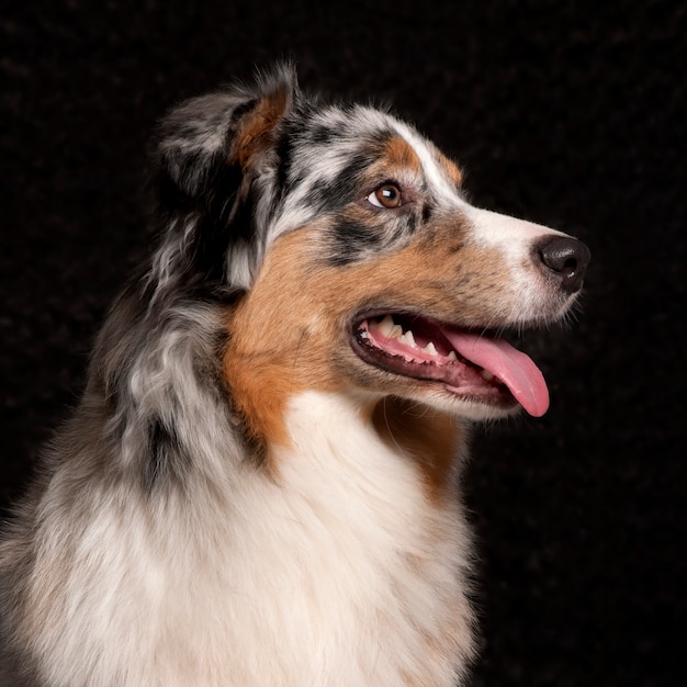 Australian Shepherd (10 mesi)