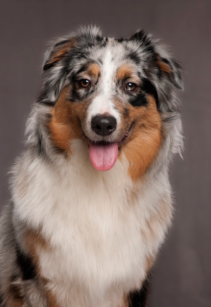 Australian Shepherd (10 mesi)