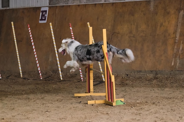 Australian Shepherd Aussie blue merle con la coda corre veloce e salta in alto oltre la barriera con agilità