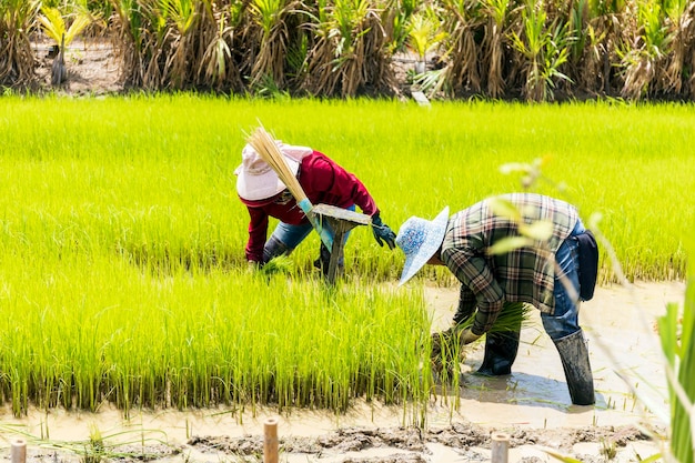 Autentici coltivatori di riso tailandesi Agricoltori che piantano riso in tranquille risaie, paesaggi verdi e alimenti biologici